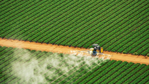 Best Termite Control Services  in St Matthews, SC