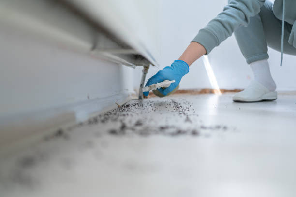Best Rat Extermination Near Me  in St Matthews, SC